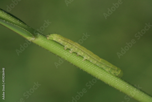 green caterpillar on a leaf, A green caterpillar crawls on a green stem, macro photo
Insects
