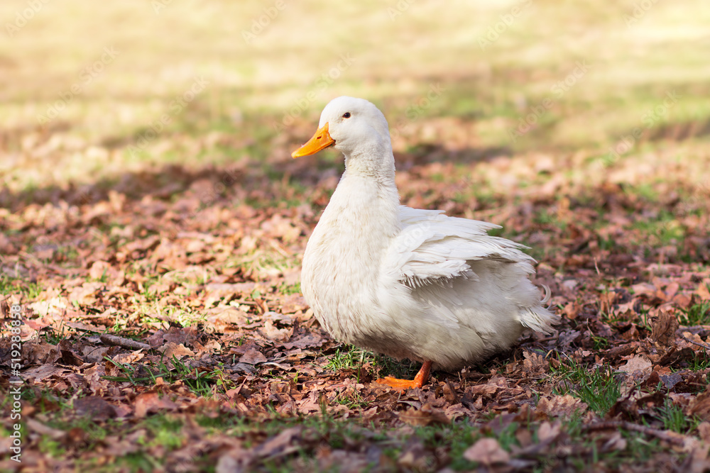 White goose stands on grass and yellow leaves on blurred background. Domestic duck walks. Sunny day. Poultry, farm concept