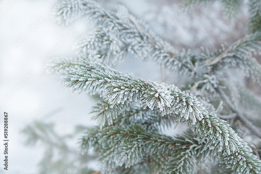 Fir branch with snow in winter behind defocused background. Copy space