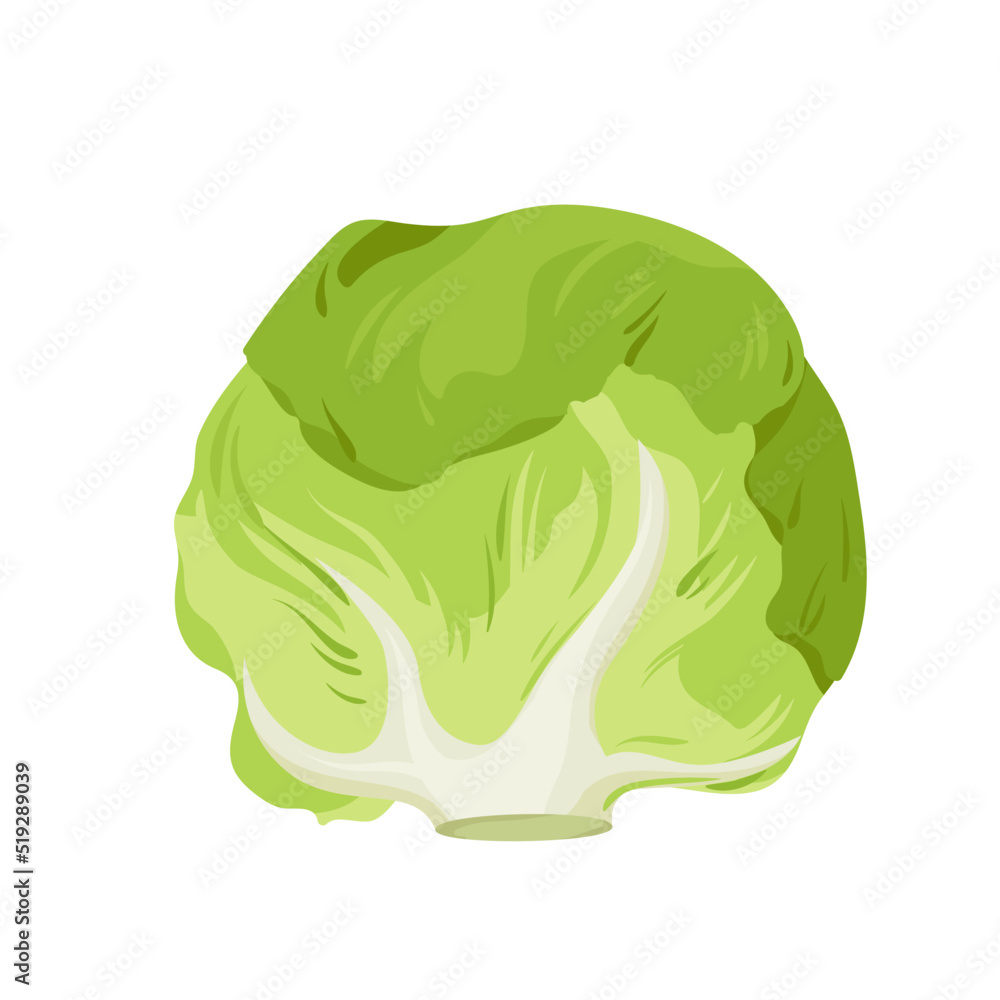 White cabbage, farm product and food ingredient vector illustration. Cartoon isolated green head of cabbage, single organic fresh leafy vegetable for cooking vegetarian vitamin salad in culinary White cabbage, farm product and food ingredient vector illustration. Cartoon isolated green head of cabbage, single organic fresh leafy vegetable for cooking vegetarian vitamin salad in culinary