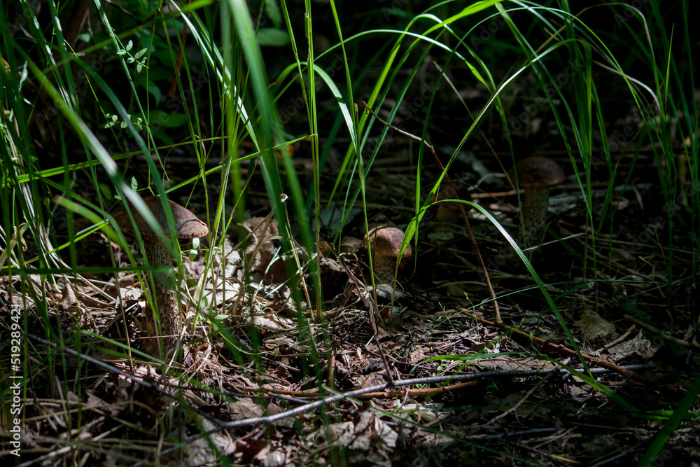 mushrooms mushrooms