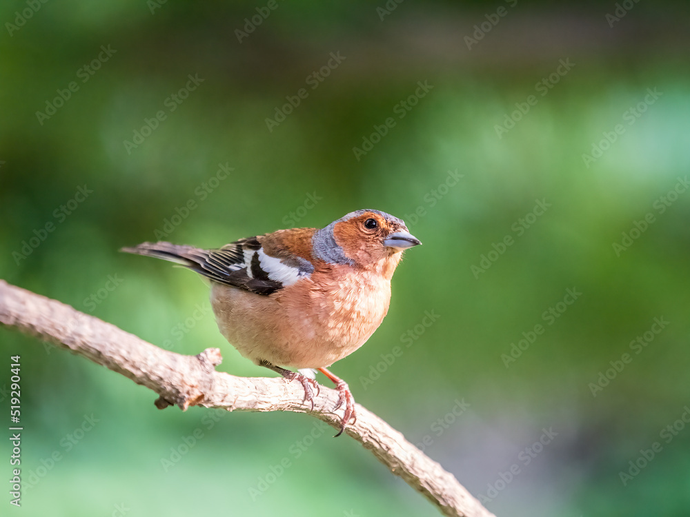 Common chaffinch, Fringilla coelebs, sits on a branch in spring on green background. Common chaffinch in wildlife.