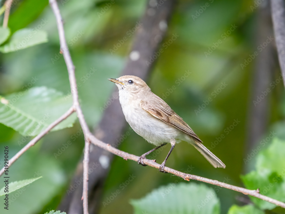 Common chiffchaff, lat. phylloscopus collybita, sitting on branch of bush in spring and looking for food Common chiffchaff, lat. phylloscopus collybita, sitting on branch of bush in spring and looking for food
