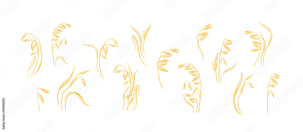 Oat plant, vector set, cereal in field. Farm food Oat plant, vector set, cereal in field. Farm food