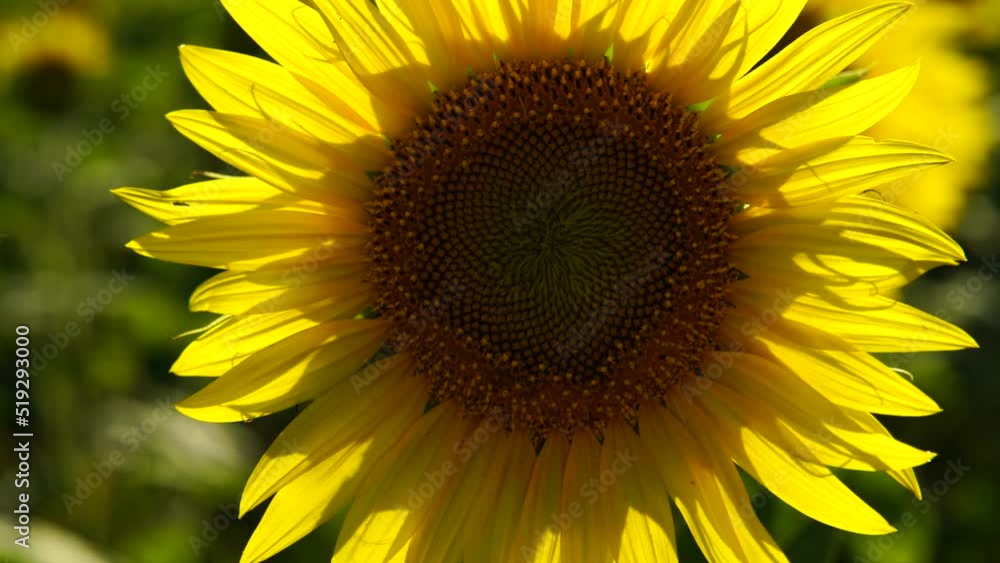 Slow motion video of a sunflower field. Agriculture. View of a blooming sunflower in a huge field of sunflowers fluttering in the wind Slow motion video of a sunflower field. Agriculture. View of a blooming sunflower in a huge field of sunflowers fluttering in the wind