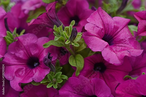 summer floral background of bright pink petunia flowers. gardening