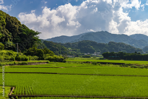 Rice Field　0002 © mitoeizo