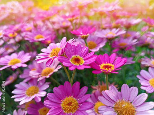 Floral background with beautiful flowers  field of pink daisies with sunlight.