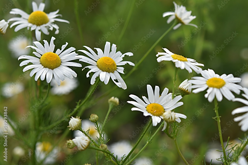 Fototapeta premium summer floral background. white chamomile flowers on a green background