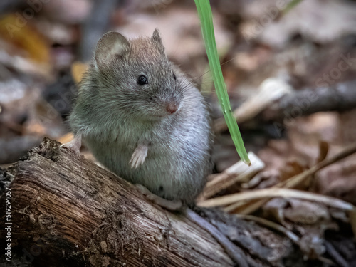 Wood mouse basking in the sun