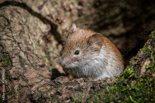 Cautious forest mouse looks out of the hollow © Владимир Зайцев