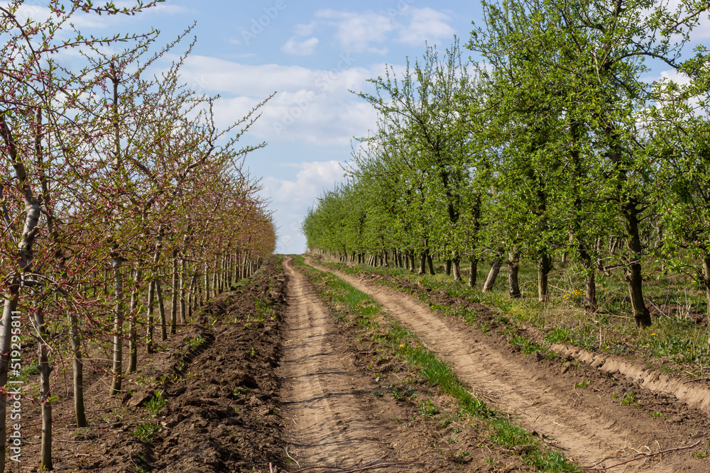 Fototapeta premium Fruit trees planted in a row on the farm. Early spring agricultural work. Apple orchard. Furrows on the ground. Fields for different crops. Agriculture