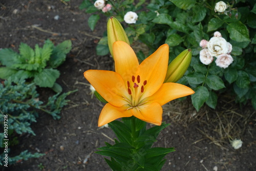 1 light orange flower and 2 buds of lily in June