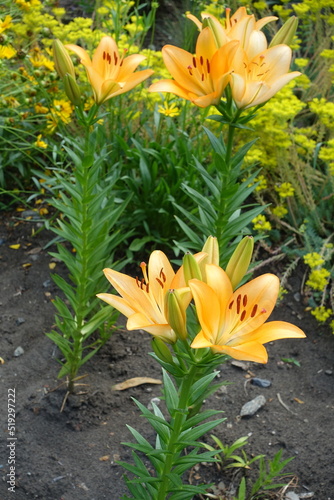 Light orange flowers and buds of lilies in June
