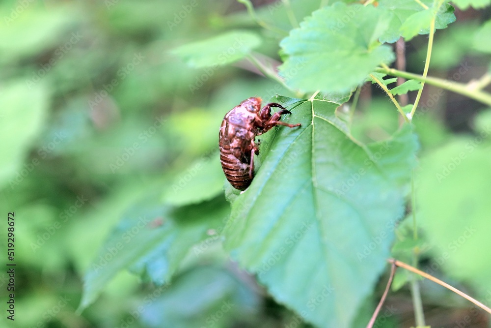 곤충, 네이처, 매크로, 버그, 딱정벌레, 나뭇잎, animal, 날다, 근접, 뜰, 목초, 식물, 나비, 여름, 근접, 야생 동물, 검다, 곤충, 꿀벌, 날개, 날개, 난폭한, flower, 감자, 콜로라도
