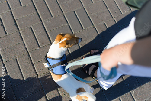 Fototapeta Naklejka Na Ścianę i Meble -  A woman is walking with a dog in the city