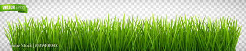 Vector realistic illustration of grass border on a transparent background.