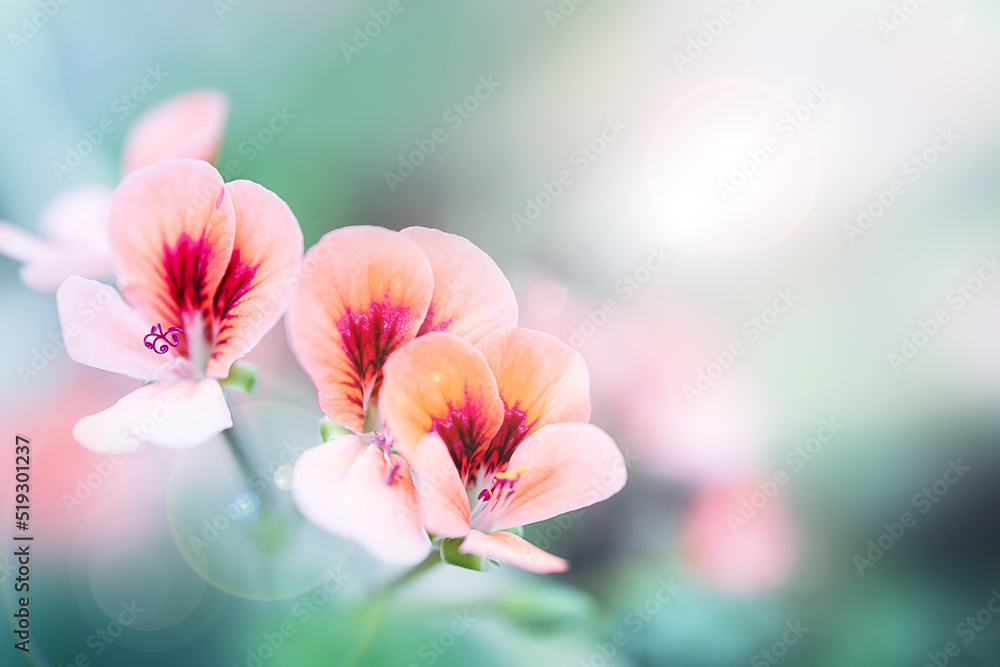 beautiful card with pink small flowers on a blue background with highlights beautiful card with pink small flowers on a blue background with highlights