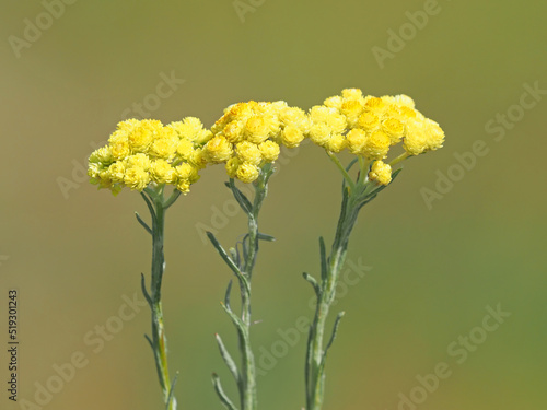 Dwarf everlast yellow flower on a meadow, Helichrysum arenarium