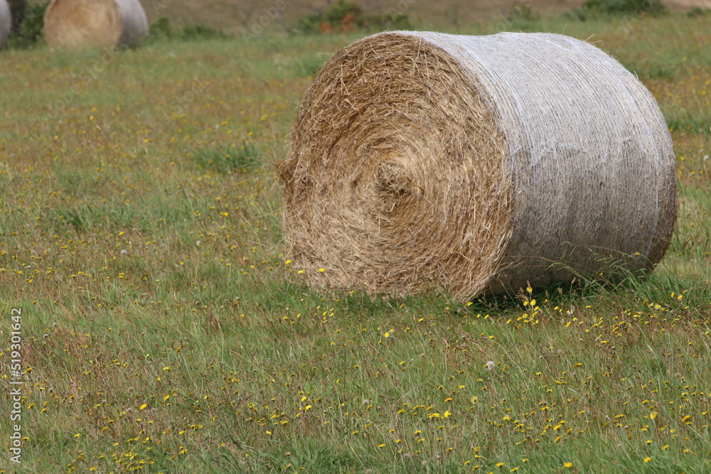 Round hay bail in field .Harvested in field. Round hay bail in field .Harvested in field.