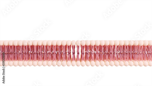 3D illustration of a cell membrane photo