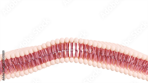 3D illustration of a cell membrane