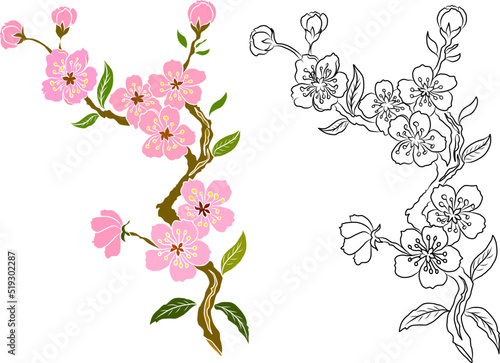 Free hand Sakura flower vector set, Beautiful line art Peach blossom isolate on white background.Branch of cherry blossom for printing on wallpapers and sticker.Japanese flower.Golden line art.