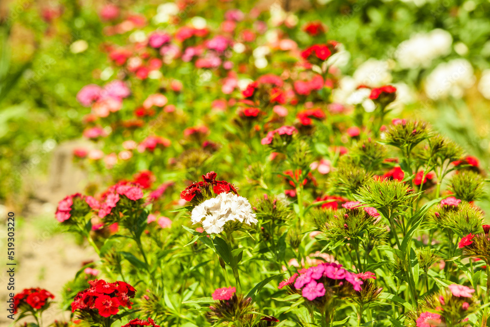 red and white flowers