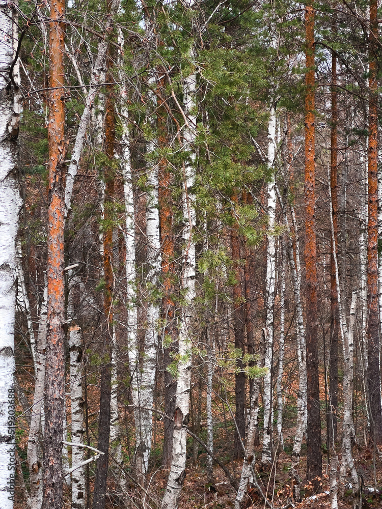 White birch and pine tree woodland landscape at Divcibare, Serbia