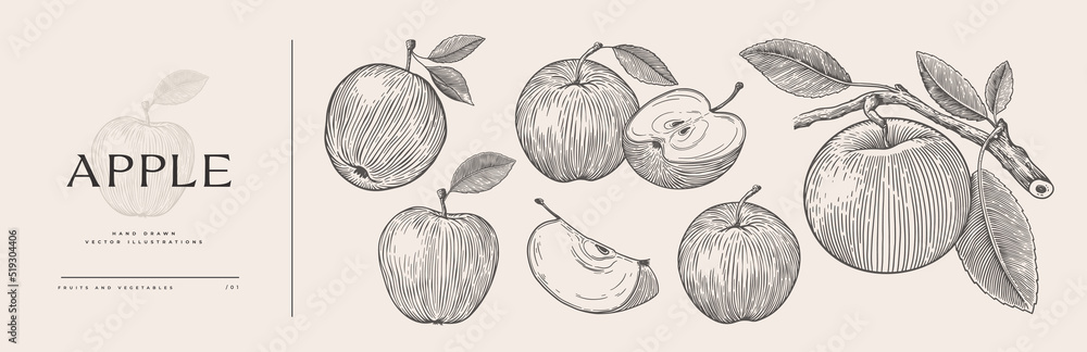 Fototapeta premium Set of hand-drawn apples in engraving style. Dessert fruits sliced and whole. Design element for markets, shops, cafes, restaurants, packaging. Vintage botanical illustration on background isolated.
