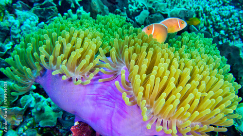 Pink Skunk Clownfish, Pink Anemonefish, Amphiprion perideraion, Magnificent Sea Anemone, Heteractis magnifica, Coral Reef, South Ari Atoll, Maldives, Indian Ocean, Asia