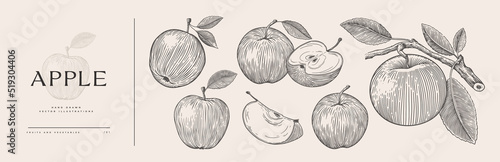 Set of hand-drawn apples in engraving style. Dessert fruits sliced and whole. Design element for markets, shops, cafes, restaurants, packaging. Vintage botanical illustration on background isolated.