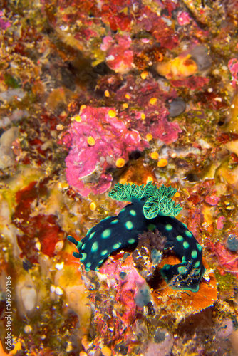 Sea Slug, Dorid Nudibranch, Crested Nembrotha, Nembrotha cristata, Coral Reef, Bunaken National Marine Park, Bunaken, North Sulawesi, Indonesia, Asia