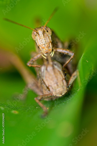 Grasshopper, Tropical Rainforest, Costa Rica, Central America, America