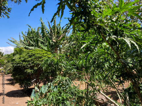 Botanical tropical city park of Puerto de la Cruz  Tenerife  Canary Islands  Spain