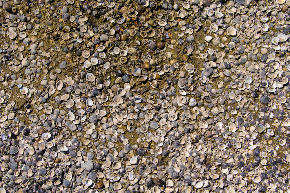 Dead dried-up river shore with molluscs shell and snails. Ecological disaster. Dead dried-up river shore with molluscs shell and snails. Ecological disaster.