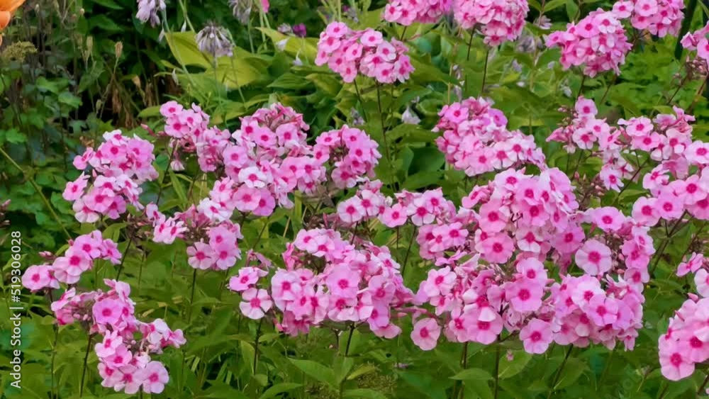 Big moth flying pollinizing garden phlox flowers in the evening. High quality slow motion 4k footage Big moth flying pollinizing garden phlox flowers in the evening. High quality slow motion 4k footage