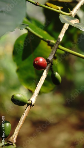 arabica coffee berry before harvest