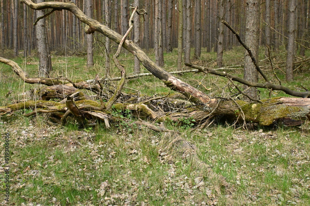 Gałęzie u stóp lasu