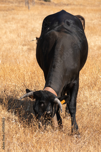 A black cow grazes with many flies on the head in the pastures of Extremadura eating grass and acorns photo