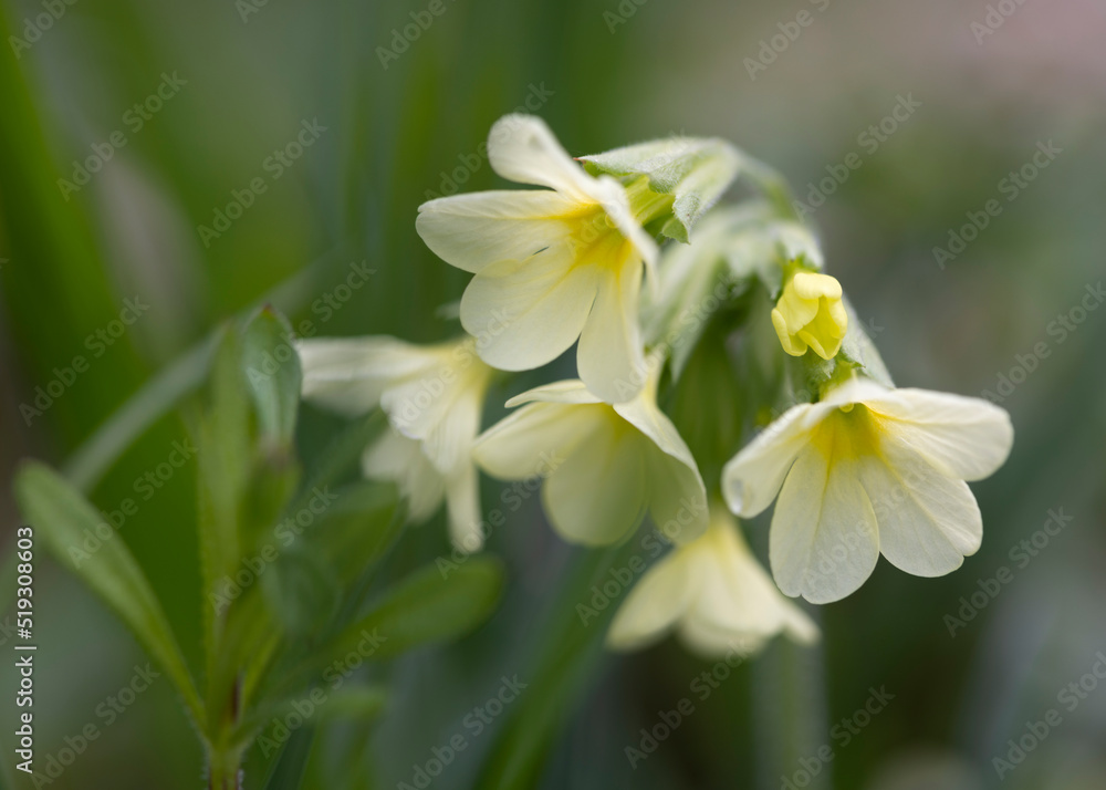 Schlüsselblume im Frühling Schlüsselblume im Frühling