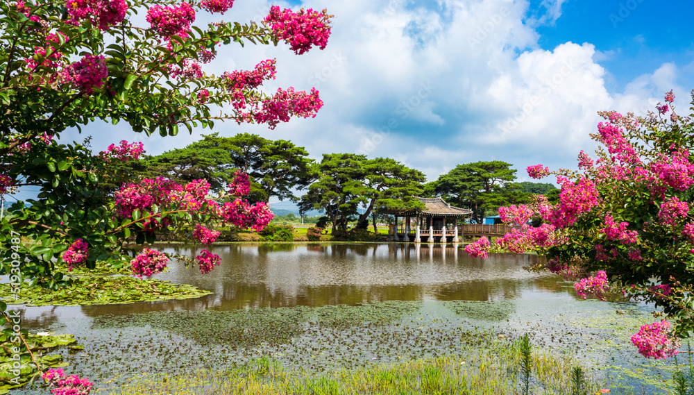 Obraz premium 함평군 원곡제에 핀 빨간 백일홍(배롱나무꽃)과 소나무 숲.