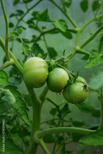 Green tomatoes. Tomato bushes in the greenhouse