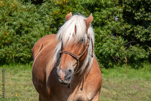 Portrait de cheval de race comtoise en gros plan  © guitou60