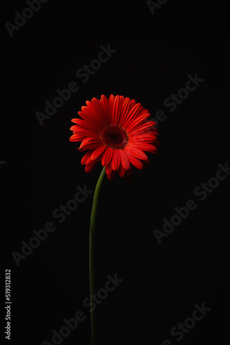 Red flower. Beautiful gerbera Flower still life