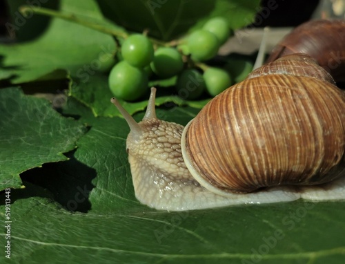 Large grape snails on a branch of grapes close-up