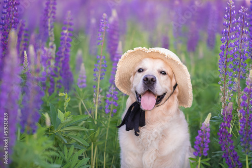 A happy dog sits in a field of lupines on a summer day. A golden retriever enjoys a sunset in the lupine flowers. © deine_liebe
