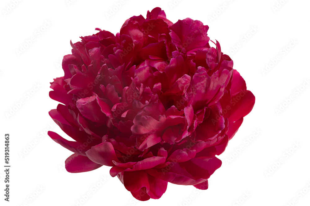 Pink peony flower Pink peony flower