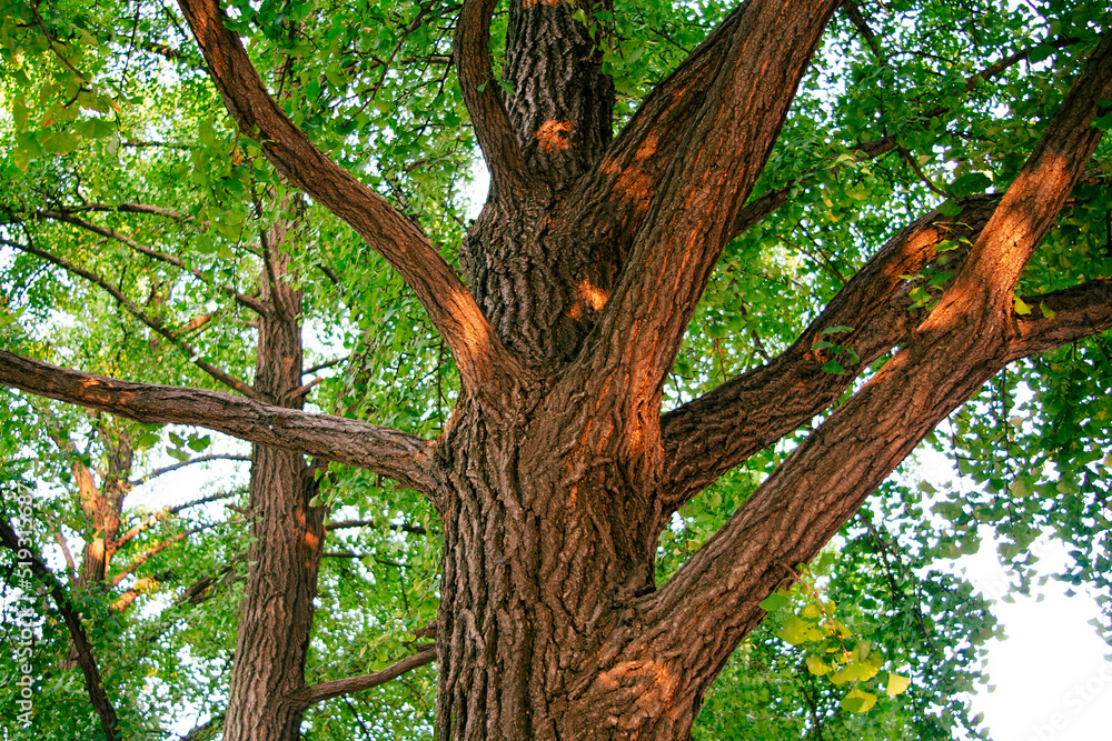 Naklejka premium Old ginkgo tree growing in the city center