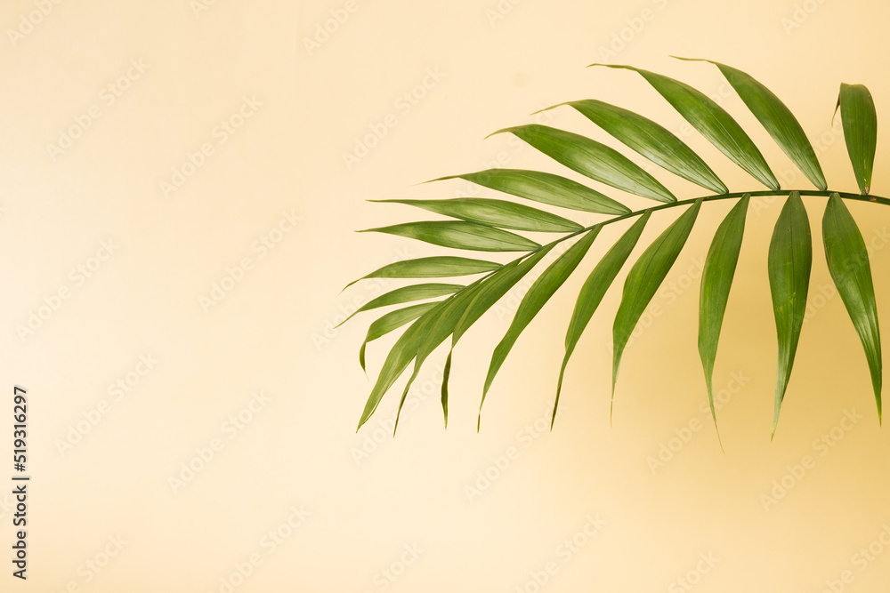 Fototapeta premium Tropical green palm leaf on a yellow pastel background. Summer minimalistic backdrop